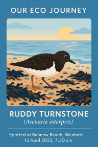 Illustration of a Ruddy Turnstone bird on a beach with seaweed. Text includes "Our Eco Journey" and details location and date: Bannow Beach, Wexford, 13 April 2025, 7:30 am.