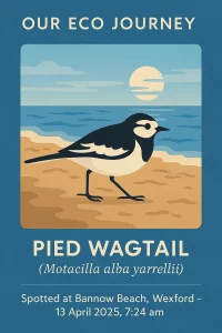 Illustration of a pied wagtail on a beach with the sun setting over the ocean. Text reads: "Our Eco Journey. Pied Wagtail. Spotted at Bannow Beach, Wexford – 13 April 2025, 7:24 am.