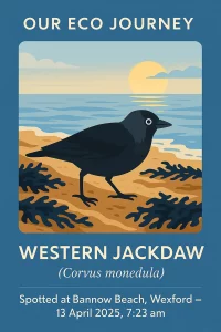 Illustration of a western jackdaw on a beach at sunrise. Text reads: "Our Eco Journey, Western Jackdaw (Corvus monedula), Spotted at Bannow Beach, Wexford – 13 April 2025, 7:23 am.