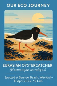 Illustration of an Eurasian Oystercatcher walking on seaweed at sunrise on Bannow Beach, Wexford, dated 13 April 2025 at 7:23 am.