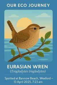 Illustration of a Eurasian Wren on a branch by the sea. Text: "Our Eco Journey. Eurasian Wren (Troglodytes troglodytes). Spotted at Bannow Beach, Wexford—13 April 2025, 7:23 am.